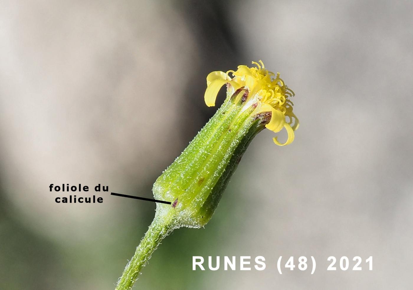 Groundsel, Wood flower